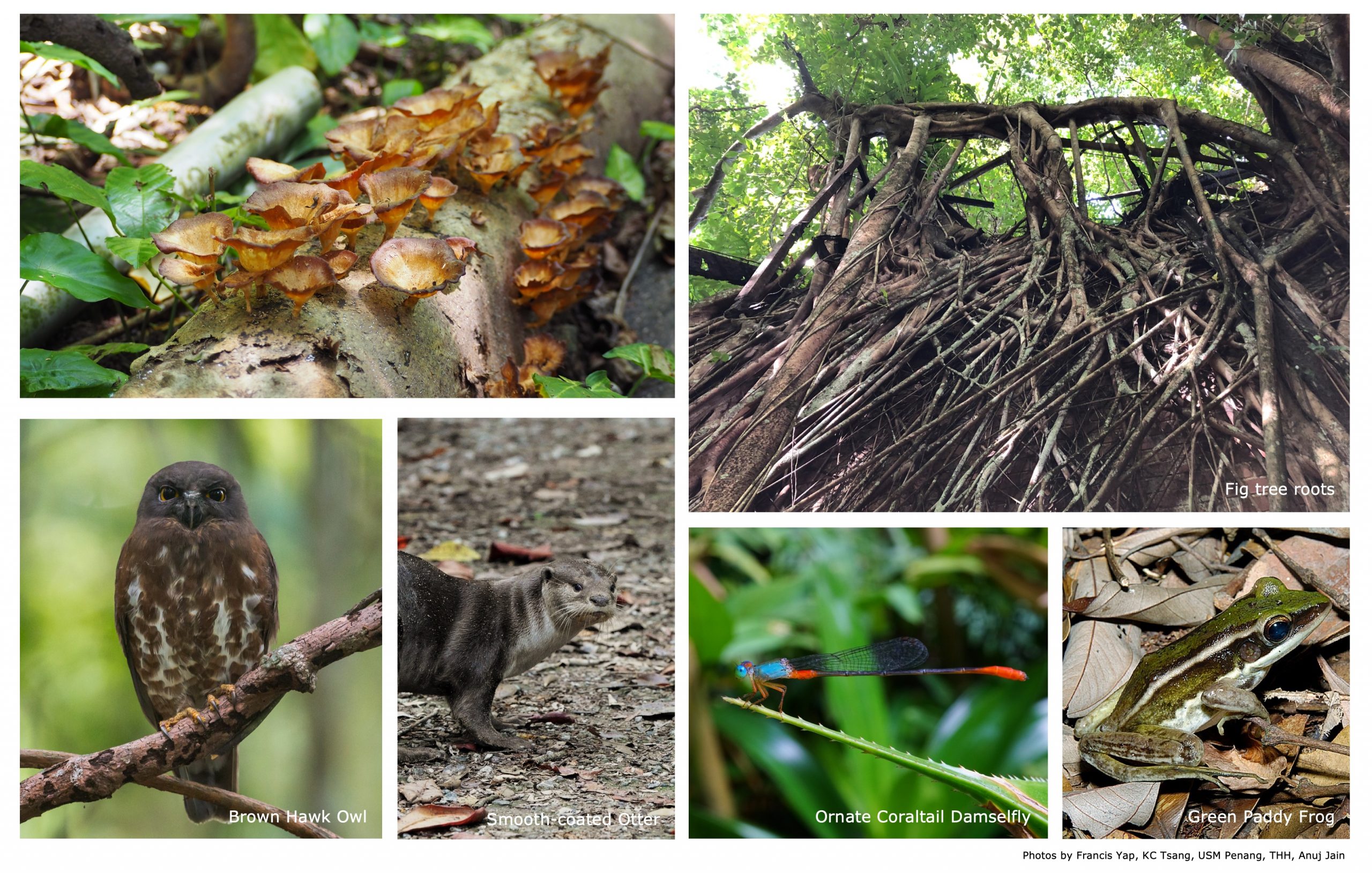 Singapore's biodiversity