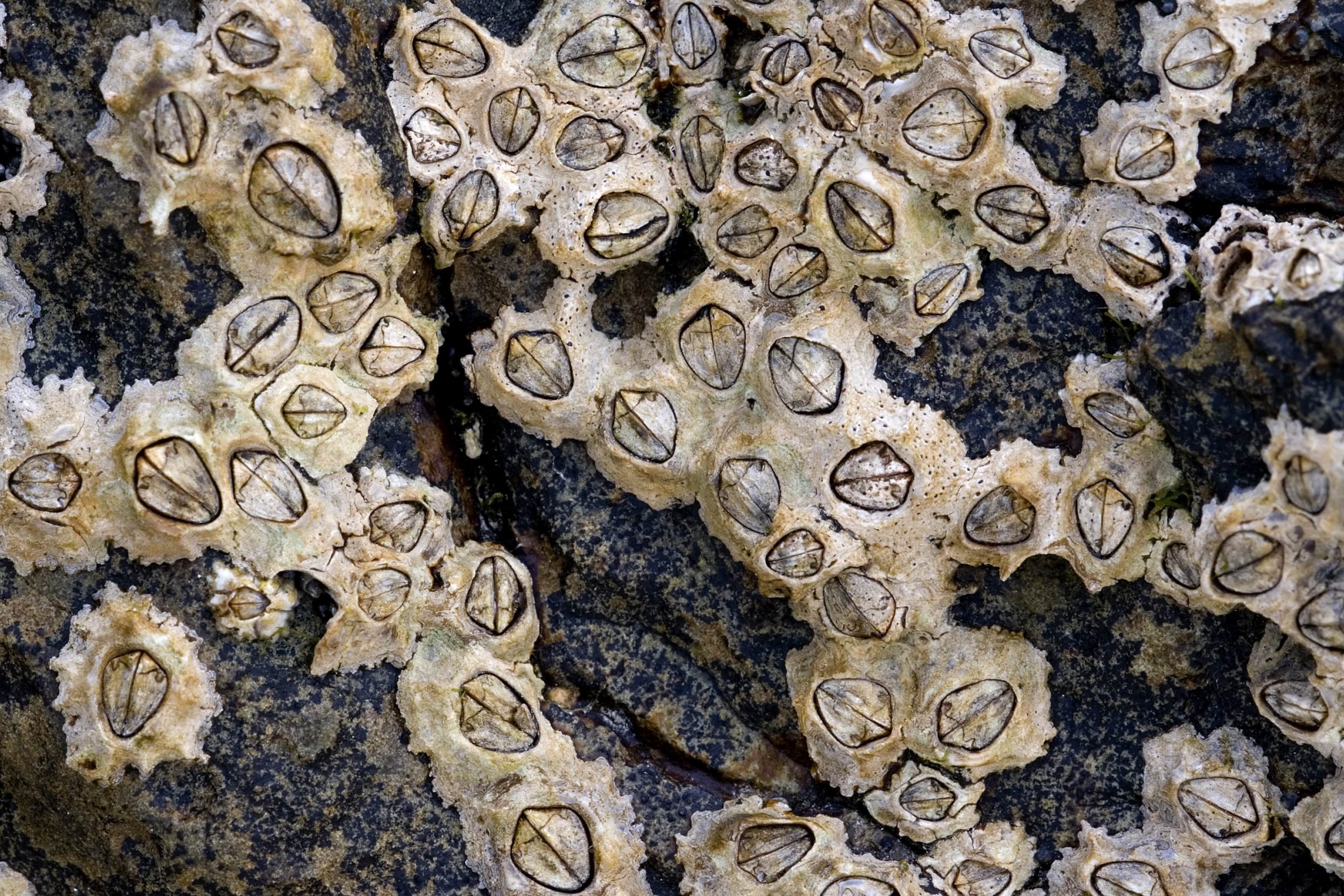 Barnacle_Chthamalus_stellatus