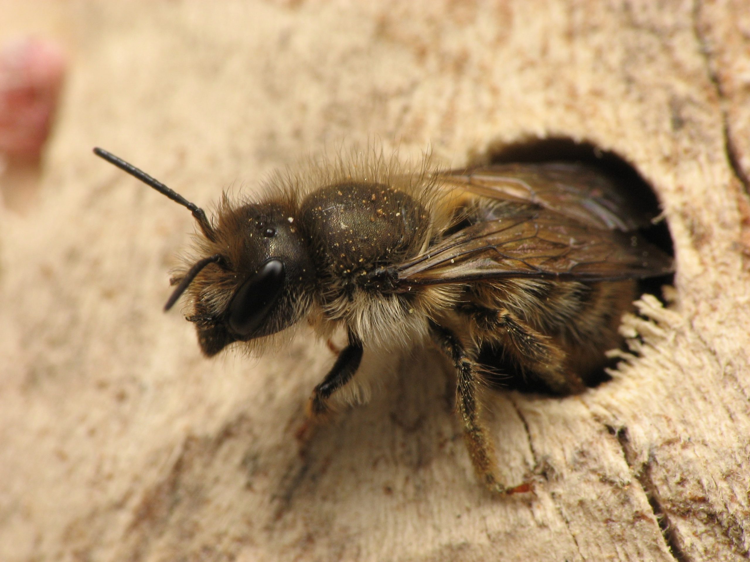Bee Mason