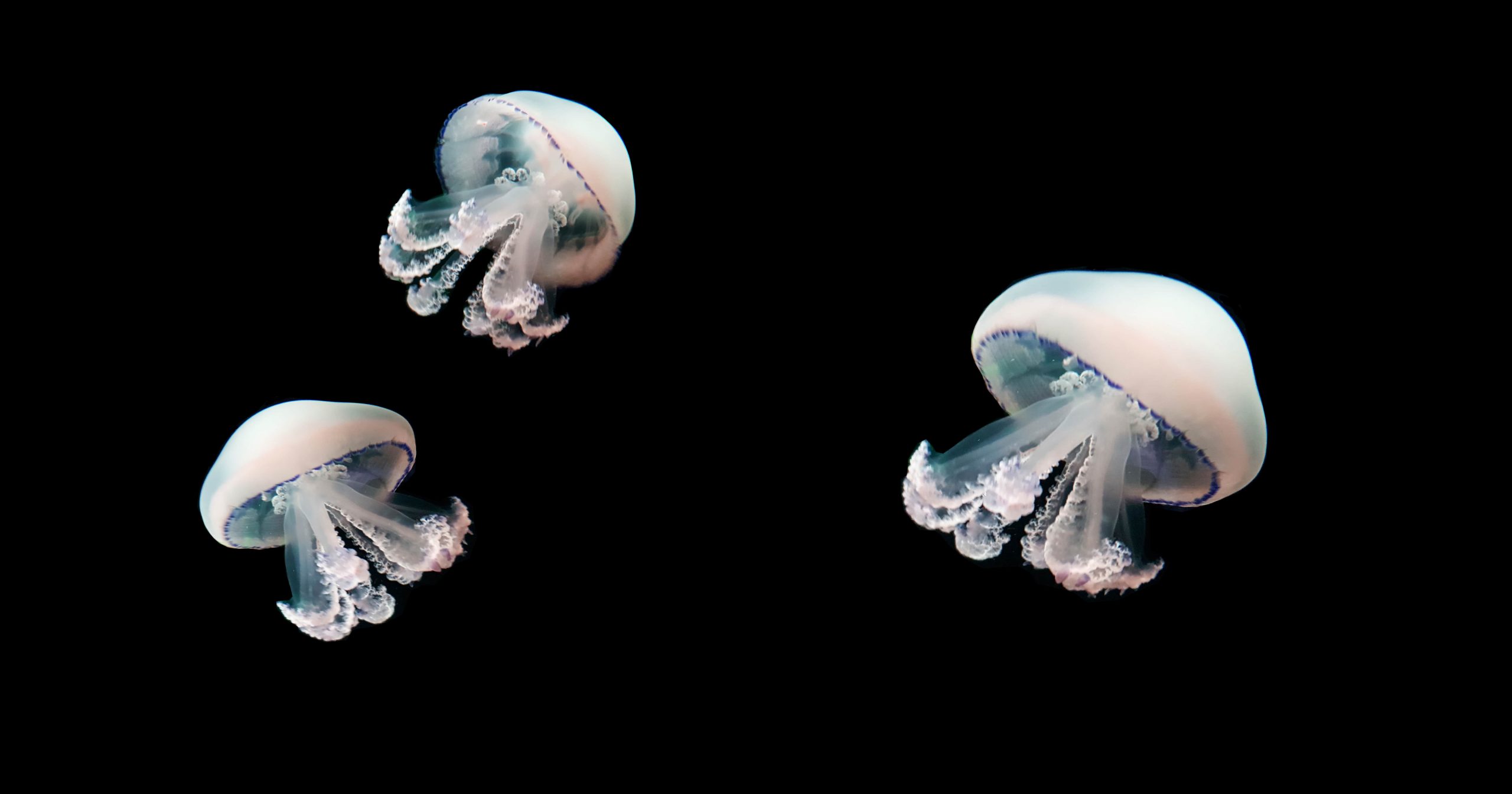Jellyfish