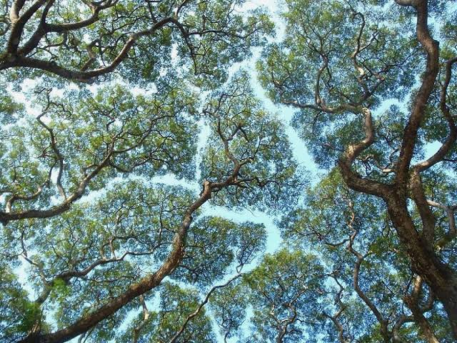 TreeCanopy